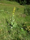 Gelber Enzian - Gentiana lutea * 638 x 849 * (319KB)